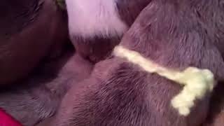 #Frenchbully#puppy Французкий бульдог. Долгожданные роды. Многодетная Хюрем Султан???
