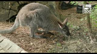 Wallabies Explore Their New Habitat - Cincinnati Zoo