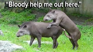 Ozzy Man's The Lives of Animals - Volume 1