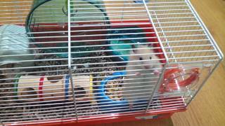 Ангорский хомяк / angora hamster