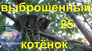 Брошенный котёнок. Двадцать пятый день. Документальный сериал про бездомных котят.