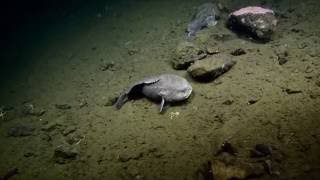 Blob Sculpin Sightings | Nautilus Live
