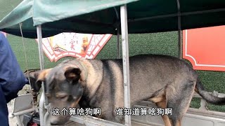 狗市上碰到一只像狼青的狗，体型特别大，谁知道是什么狗