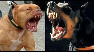 Pitbull vs doberman Pinscher