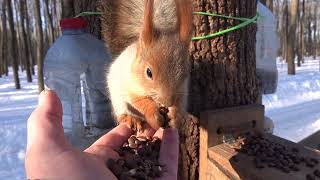 Зарисовка с белками / A sketch with squirrels