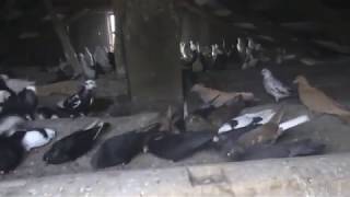 Отдам даром. Кому нужны такие голуби.