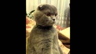 Cat is watching "Star Wars" (Кот смотрит "Звездные Войны")