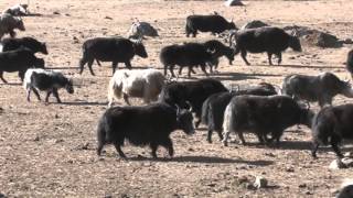 Yaks in Nubri
