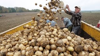 ВСЕ ЗА КАРТОШКОЙ,НИЗКИЕ ЦЕНЫ!!!!