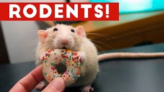 Incredible Rat & Rodent Videos of 2016 Weekly Compilation | Funny Pet Videos