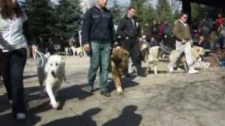Ruske rase Surcin 2010 ( test karaktera )