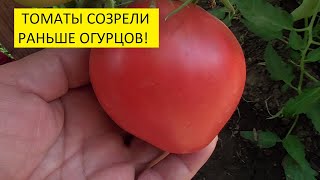Быстрый обзор огорода 18 мая. Томаты созрели! 