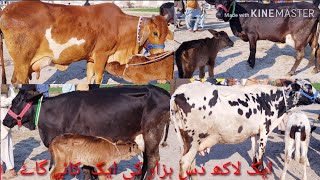 دودھ والی گائے کی منڈی کے ریٹ چیک کریں ۔(30.1.2020) 03327251817..03167478083..Sajawal Goat farm cow.