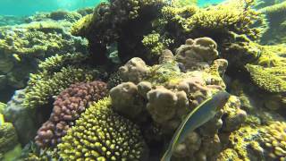 sharm el Sheikh Snorkle from beach at El Fanar on Ras Mohammed