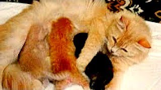 Видео о кошках! Кошка с котятами! Videos about cats!
