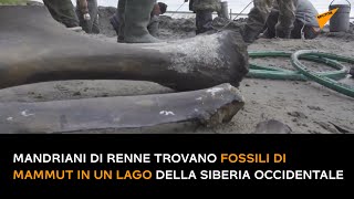 Mandriani di renne trovano fossili di mammut in un lago della Siberia occidentale
