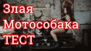 Злая  Мотособака
