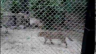 Fishing cats are the largest of the Prionailurus cats