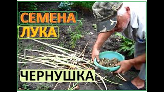 ЧЕРНУШКА Сбор семян лука для посева весной