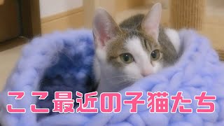 【子猫ケーキを食べる】ここ最近の子猫達