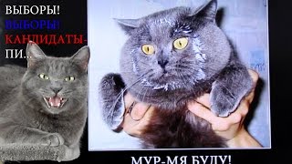 ВЫБОРЫ 2016. Мнение кота. Grey Thoughts