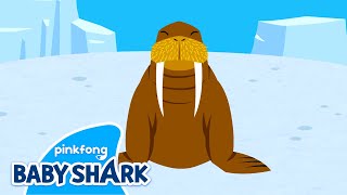 Mighty Walrus | Sea Animals Song | Baby Shark and Sea Animals 