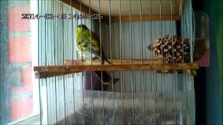 Пение лесных птиц ,чижик (англ.siskin) ( лат.Carduelis spinus)