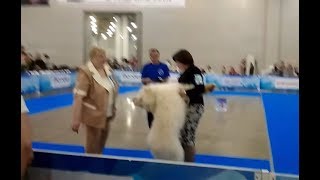 трусливо-агрессивное поведение щенка Русский Великан Чародей на "ЕВРАЗИИ-1 2018"