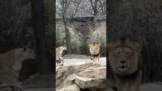 Lions John and Imani Say Hello - Cincinnati Zoo #shorts