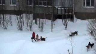 Нападение собак.mp4(смт.Гадяч)