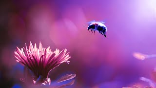Spiritual Energy Cleanse | 432Hz Relaxation Music | Self Healing Frequency | Solfeggio Healing Sound
