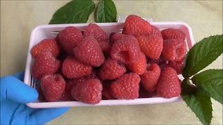 МАРГАРИТА - ремонтантный сорт малины от  Driscoll’s
