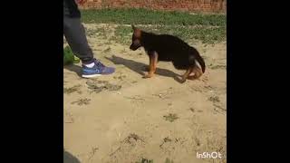 Import blood line german shepherd  puppies 9999039993 dog showroom in delhi ,noida ghaziabad online