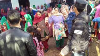 Gaddi dance banuri plp hp