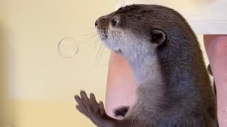 家の中でシャボン玉作りまくったらカワウソが狩りを始めた 笑 I made a lot of soap bubbles and the otter started hunting.