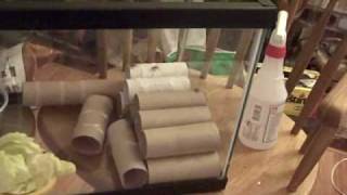 How To Breed Crickets