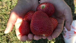 Детальный разбор клубники Кабрилло