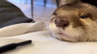いつもへそをくすぐられるお返しに鼻をくすぐられるカワウソ Otter getting his nose tickled