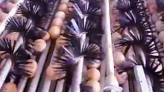 Мойка яиц/Washing eggs