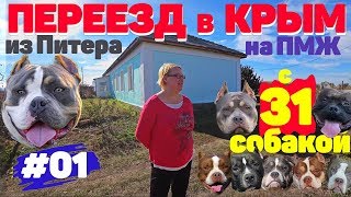 Переезд в Крым на ПМЖ с 31 собакой. Питомник собак Американский Булли. #01