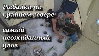 Рыбалка на крайнем севере. Самый неожиданный улов