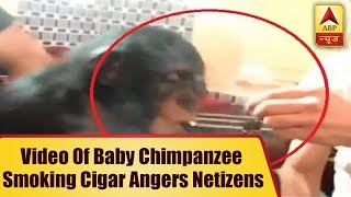 Video Of Baby Chimpanzee Smoking Cigar Angers Netizens | ABP News