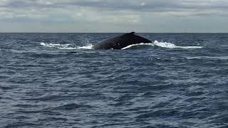 Whale watching with #coastxp in Newcastle nsw