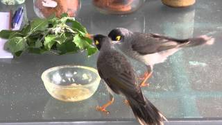BABY NOISY MINER BIRDS.mpg FHD 1920X1080p