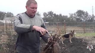 Хранение саженцев винограда. Виноград 2015.