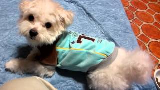 マルチーズ　チョコさんの日常⑬　ここなでて　　Maltese Choko's scenes⑬