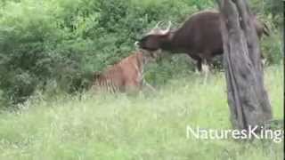 Tiger Hunts Large Gaur Тигр охотится на большего Гаура (быка)