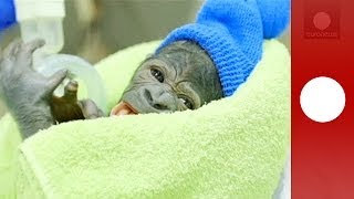 C'est une fille ! Naissance d'un bébé gorille par césarienne d'urgence au zoo de San Diego