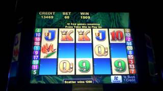 Macaw Magic Slot Machine Bonus