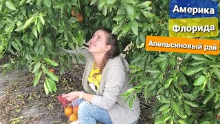 Едем на Апельсиновую Ферму собирать урожай Хочу купить самогонный аппарат Нашёл на мусоре новый SONY